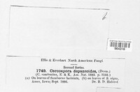 Pseudocercospora depazeoides image